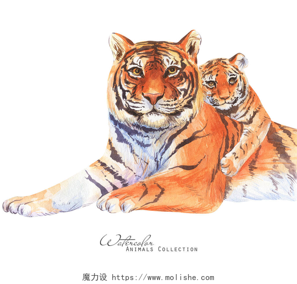 白色背景前的老虎妈妈和老虎宝宝虎族水彩画.虎头像老虎和小熊爸爸